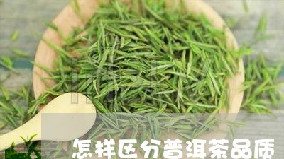 怎样区分普洱茶品质/2023091305137