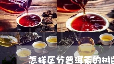 怎样区分普洱茶的树龄和年龄图片/2023110340492