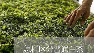 怎样区分普通白茶/2023061969705