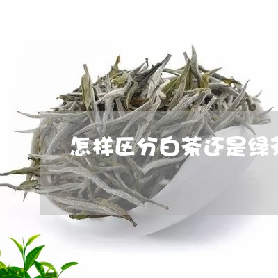 怎样区分白茶还是绿茶/2023100198359