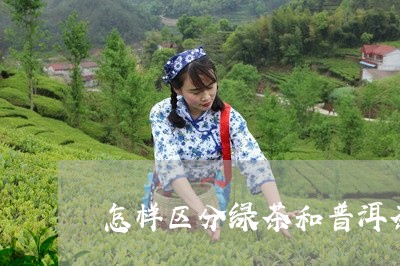 怎样区分绿茶和普洱茶/2023080213026