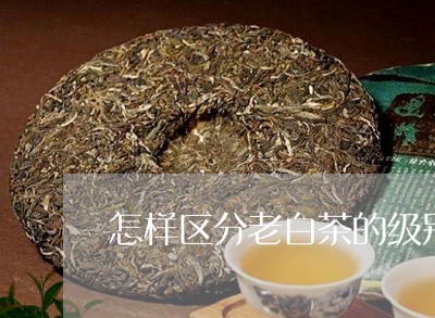 怎样区分老白茶的级别/2023100100815