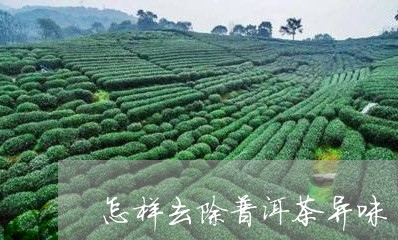 怎样去除普洱茶异味/2023091489715