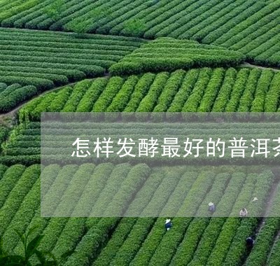 怎样发酵最好的普洱茶/2023080139450