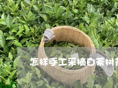 怎样手工采摘白茶树花呢/2023102540403