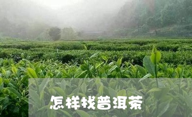 怎样找普洱茶/2023042667249