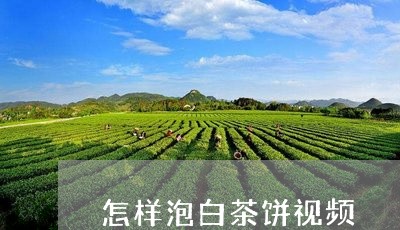 怎样泡白茶饼视频/2023061904039