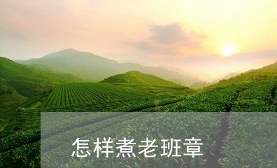 怎样煮老班章/2023090749494