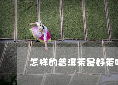 怎样的普洱茶是好茶叶/2023120616370