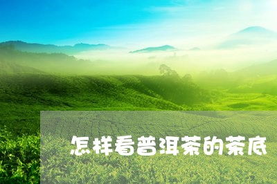 怎样看普洱茶的茶底/2023042978404