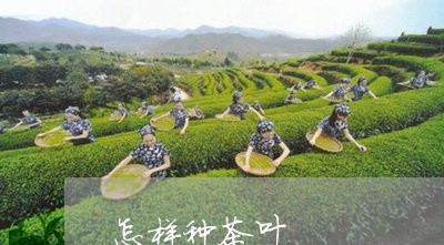 怎样种茶叶/2023041760350