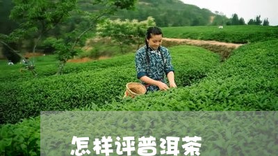 怎样评普洱茶/2023042725151