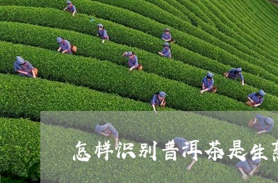 怎样识别普洱茶是生熟/2023120671505