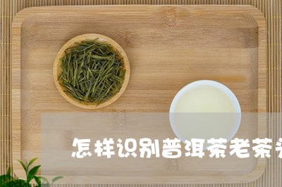 怎样识别普洱茶老茶头/2023080215483