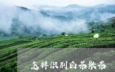 怎样识别白茶散茶/2023061935947