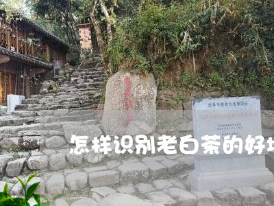 怎样识别老白茶的好坏视频教学/2023111486361