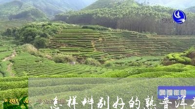 怎样辨别好的熟普洱茶/2023062403705