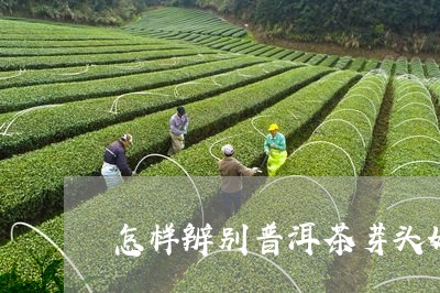 怎样辨别普洱茶芽头好坏/2023121684948