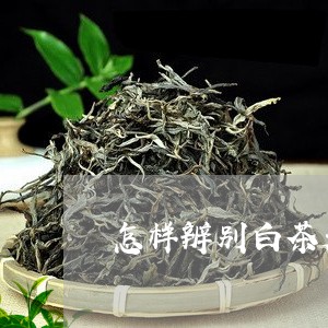 怎样辨别白茶是否变质茶/2023102536057