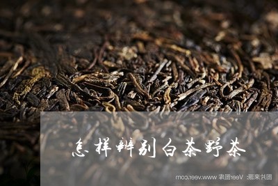 怎样辨别白茶野茶/2023062070704