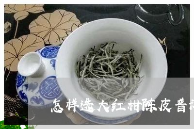 怎样选大红柑陈皮普洱茶/2023081724927