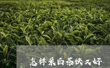 怎样采白茶快又好/2023062067392