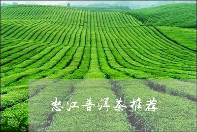 怒江普洱茶推荐/2023120346040