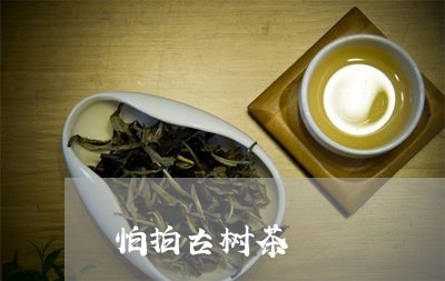 怕拍古树茶/2023090257281