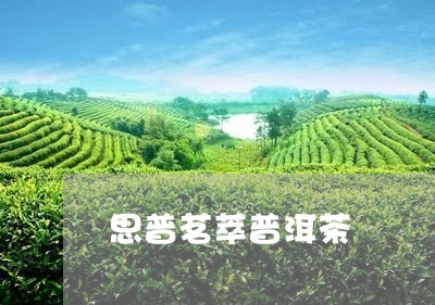 思普茗萃普洱茶/2023112628494