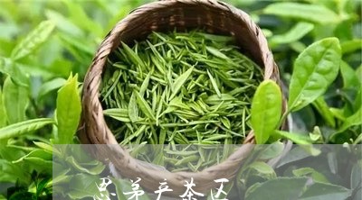 思茅产茶区/2023090281736