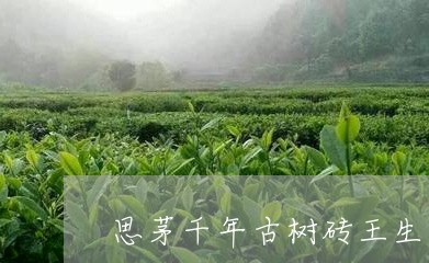 思茅千年古树砖王生茶/2023071623736