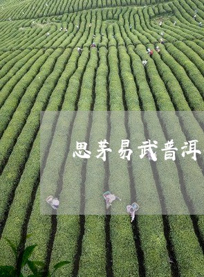 思茅易武普洱茶饼价格/2023061839583