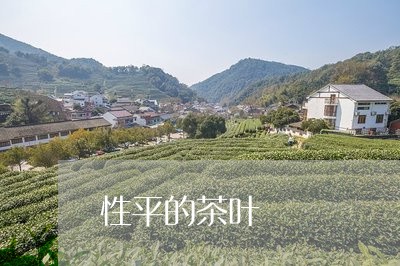 性平的茶叶/2023041767676