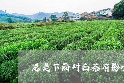 总是下雨对白茶有影响吗/2023102517150