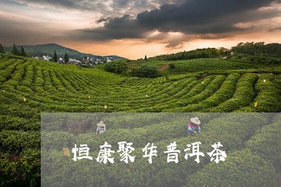 恒康聚华普洱茶/2023120339371