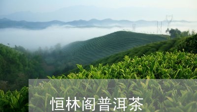 恒林阁普洱茶/2023042845019