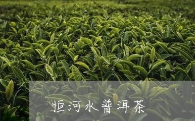 恒河水普洱茶/2023042779322