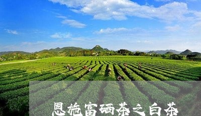 恩施富硒茶之白茶/2023062043035