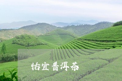 恬宜普洱茶/2023081837371