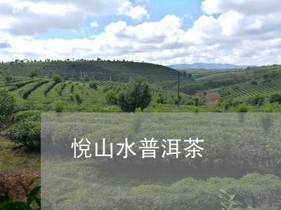 悅山水普洱茶/2023112656049