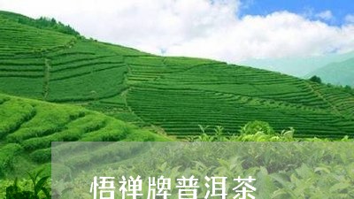 悟禅牌普洱茶/2023042560171