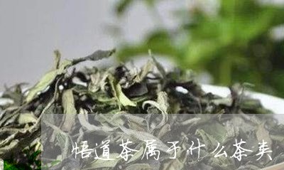 悟道茶属于什么茶类/2023042307248