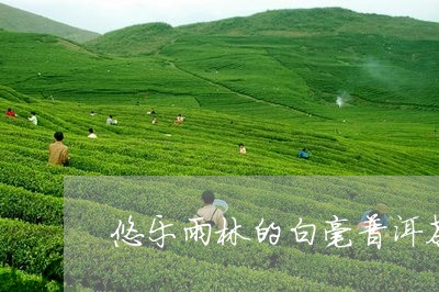 悠乐雨林的白毫普洱茶/2023092846151