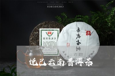 悦己云南普洱茶/2023101606257