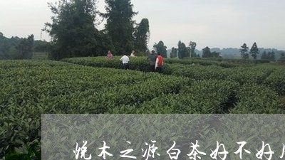 悦木之源白茶好不好用/2023093026370