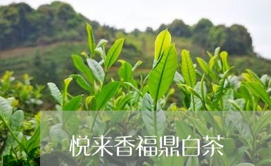 悦来香福鼎白茶/2023112520483