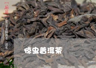 惊虫普洱茶/2023112684827