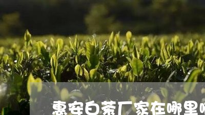 惠安白茶厂家在哪里啊/2023093040534