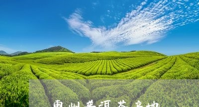 惠州普洱茶产地/2023082959404