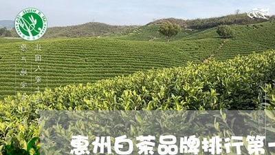 惠州白茶品牌排行第一/2023093050694